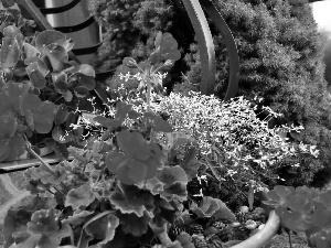 conifer, geraniums, Flowers, railing, White, Red