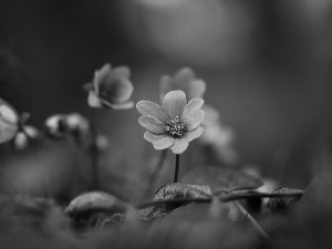 rapprochement, lilac, Liverworts, Flowers