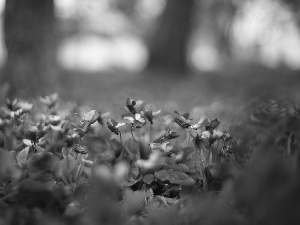 rapprochement, fragrant violets, Flowers