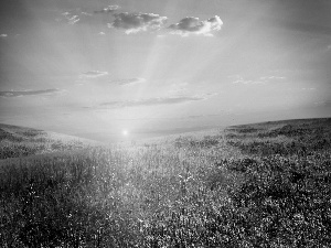 rays, Meadow, Flowers, sun