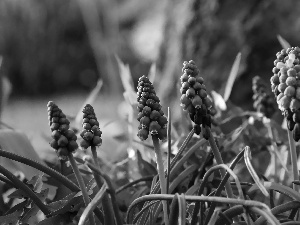 Flowers, Muscari, Red