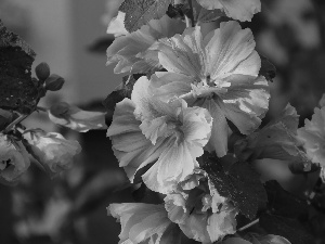 yellow-red, Hollyhocks, Flowers