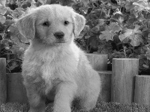 Flowers, Labrador, retriever