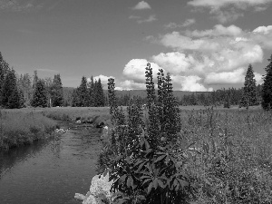 River, Mountains, Flowers, woods