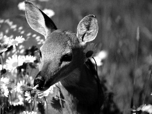 roe, Flowers