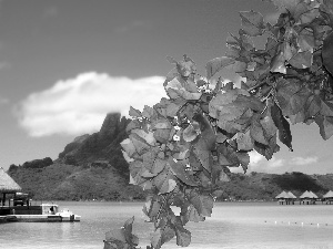 Flowers, Bougainvillea, Tropical, Platforms, sea