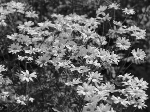 daisy, Shasta Daisy, Flowers