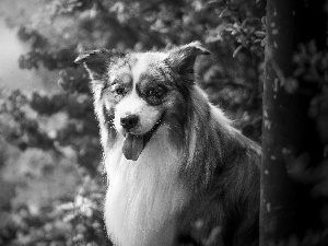 Australian Shepherd, Tounge, Flowers, muzzle