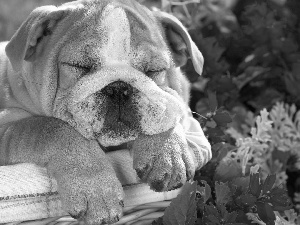 sleepy, basket, Flowers, dog