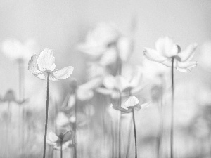 Snowdrop Windflower, White, Flowers