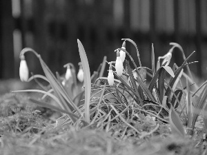 snowdrops, Flowers