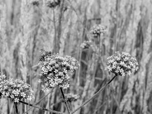 bee, Flowers, South American Vervain