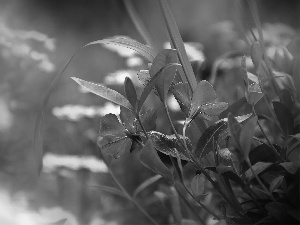 Spring, Flowers