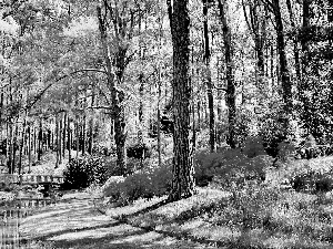 bridges, Park, Rhododendron, Spring, Flowers, brook