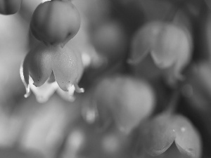 lily of the Valley, Flowers, Spring, White