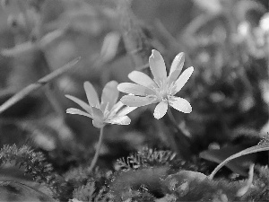 Yellow, Flowers, fig buttercup, Spring