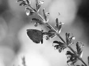 Flowers, butterfly, stalk