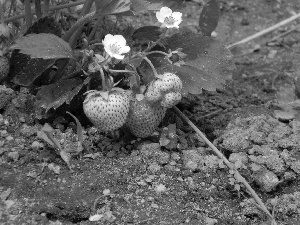 Flowers, bush, strawberries