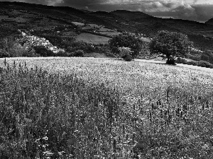 Flowers, summer, Meadow, color, Mountains