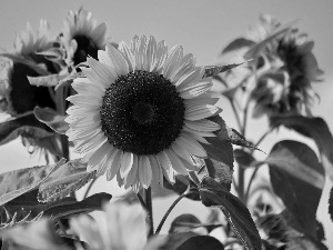 Flowers, Sunflower, summer