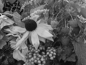 blackberries, Rudbeckia, raspberries