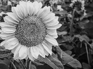 Colourfull Flowers, Sunflower, Leaf, bloom