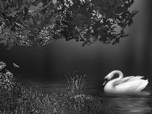 Swans, trees, Flowers, water