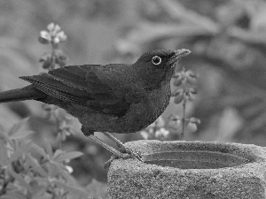 Blackbird, drinking fountain, Flowers, Stone