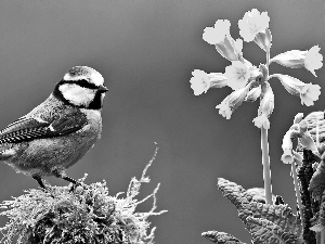 Flowers, Bird, tit