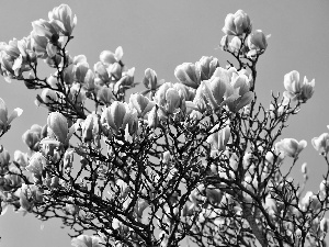 Flowers, Magnolias, trees