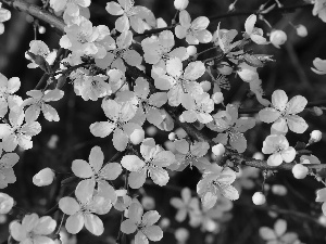 trees, White, Flowers, fruit