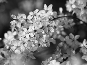 trees, White, Flowers, fruit