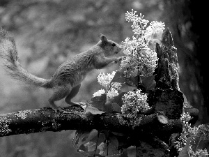 Flowers, squirrel, trunk