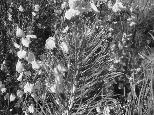 twig, Yellow, Flowers, pine