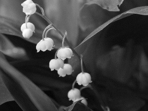 lily of the Valley, White, flowers