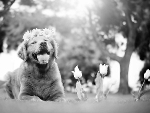 Flowers, White, wreath, Tulips, viewes, Golden Retriever, dog, trees