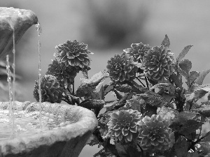 Flowers, fountain, water