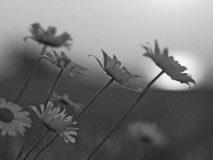 west, White, Flowers, sun