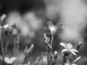 White, Flowers