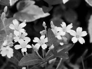 White, Flowers