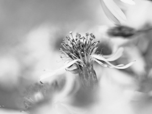 Flowers, Astra, White