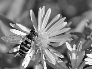 Flowers, bee, White