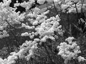 Flowers, Bush, White