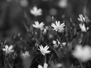 Flowers, Cerastium, White