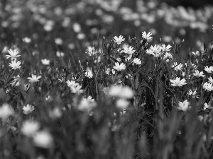 Flowers, Cerastium, White