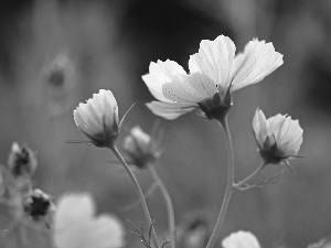 Flowers, Cosmos, White