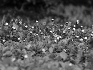 Flowers, daisies, White