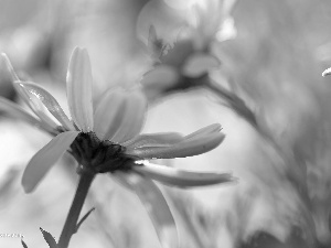 Flowers, daisy, White