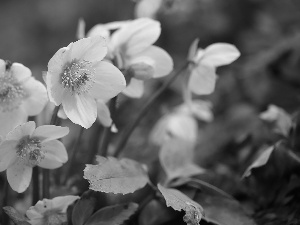 Flowers, Helleborus, White