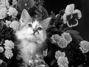 white, kitten, Flowers, ginger